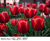 tulip Tulipa bulbous herbs in lily family Liliaceae. Tulips garden flowers cultivars and varieties. Flowers delicate bright reddish red color. Beautiful buds. Landscaping. Variety hybrids. Flower bed. Стоковое AI-изображение, AI-художник Юлия Петровская / Фотобанк Лори
