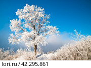 Первый день зимы. Стоковое фото, фотограф Олег Беляков / Фотобанк Лори