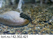 Mudskipper creature sitting on the stone close up. Стоковое фото, фотограф Татьяна Терехина / Фотобанк Лори
