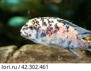 The blue mbuna (Labeotropheus fuelleborni) Стоковое фото, фотограф Татьяна Терехина / Фотобанк Лори