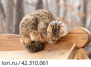 Амурский лесной кот. Стоковое фото, фотограф Павел Сапрыкин / Фотобанк Лори