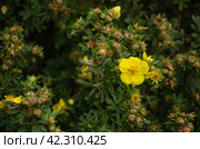 Kuril tea shrub blooms with yellow flowers. Стоковое фото, фотограф Елена Гломаздо / Фотобанк Лори