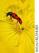Red beetle motley bee eats pollen on a yellow buttercup flower. Стоковое фото, фотограф Андрей С / Фотобанк Лори