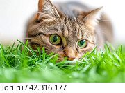 Striped cat eats green grass on white background, green succulent grass for cats, sprouted oats are good for cats. Стоковое AI-изображение, AI-художник Ирина Михайличенко / Фотобанк Лори