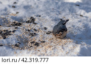 Птица поползень клюет семена на снегу. Стоковое фото, фотограф Анатолий Володин / Фотобанк Лори