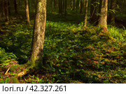 Лесной пейзаж. Ели в хвойном лесу. Стоковое фото, фотограф Андрей Степанов / Фотобанк Лори
