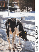 Livestock. The cow is in the pen. The concept of animal husbandry and rural life. Chipping of animals. Chips in the ears of a cow. A pet on a private eco-farm. Agricultural industry. Стоковое фото, фотограф Photojuli / Фотобанк Лори
