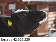 Livestock. The cow is in the pen. The concept of animal husbandry and rural life. Chipping of animals. Chips in the ears of a cow. A pet on a private eco-farm. Agricultural industry. Стоковое фото, фотограф Photojuli / Фотобанк Лори