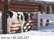 Livestock. The cow is in the pen. The concept of animal husbandry and rural life. Chipping of animals. Chips in the ears of a cow. A pet on a private eco-farm. Agricultural industry. Стоковое фото, фотограф Photojuli / Фотобанк Лори