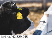 Livestock. The cow is in the pen. The concept of animal husbandry and rural life. Chipping of animals. Chips in the ears of a cow. A pet on a private eco-farm. Agricultural industry. Стоковое фото, фотограф Photojuli / Фотобанк Лори