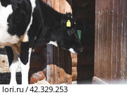 Livestock. The cow is in the pen. The concept of animal husbandry and rural life. Chipping of animals. Chips in the ears of a cow. A pet on a private eco-farm. Agricultural industry. Стоковое фото, фотограф Photojuli / Фотобанк Лори