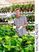 Experienced salesman arranging potted epipremnum aureum in plant shop. Стоковое фото, фотограф Яков Филимонов / Фотобанк Лори