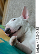 White miniature bull terrier lies on the sofa. Стоковое фото, фотограф Ольга Морозова / Фотобанк Лори