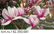 Magnolia is a large genus of flowering plant species in subfamily Magnolioideae of the family Magnoliaceae. Beautiful blooming pink white flowers and buds of magnolia. Magnolia soulangeana in garden. Стоковое видео, видеограф Юлия Петровская / Фотобанк Лори