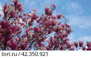 Magnolia is a large genus of flowering plant species in subfamily Magnolioideae of the family Magnoliaceae. Beautiful blooming pink white flowers and buds of magnolia. Magnolia soulangeana in garden. Стоковое видео, видеограф Юлия Петровская / Фотобанк Лори
