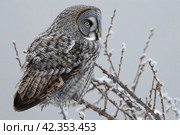 Great Gray Owl, Strix nebulosa, single bird on branch. Стоковое AI-изображение, AI-художник Евгений Харитонов / Фотобанк Лори