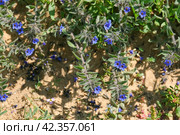 Flowering alkanet or dyers' bugloss (lat.- alcanna tinctoria tausch) (2024 год). Стоковое фото, фотограф Irina Opachevsky / Фотобанк Лори