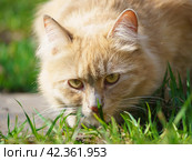 Fluffy red cat sniffing green grass at the city street. Sunny summer day. The cat clung to the ground. Animals concept. Стоковое фото, фотограф YuryKara / Фотобанк Лори