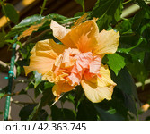 Цветок гибискуса китайского (Hibiscus rosa-sinensis) Стоковое фото, фотограф Сергей Рыбин / Фотобанк Лори