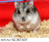 Jungar hamster. Стоковое фото, фотограф Винокуров Александр / Фотобанк Лори