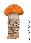 Orange-cap boletus. Стоковое фото, фотограф Винокуров Александр / Фотобанк Лори