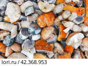 Sliced wild mushrooms. Стоковое фото, фотограф Винокуров Александр / Фотобанк Лори