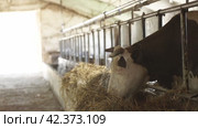 Корова рогатая ест сено в стойле. Horned cow eats hay in the stall. Стоковое видео, видеограф Опока Алексей / Фотобанк Лори