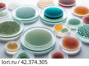 Different types of bacteria, mold and fungi in petri dishes. Стоковое AI-изображение, AI-художник Irina Kuchugurina/Gaudy / Фотобанк Лори