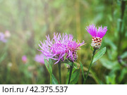 Grow purple flowers of Serratula Lycopifolia plant. Стоковое фото, фотограф Глущенко Елена / Фотобанк Лори