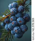 Close-up of the edge and texture of an entire juniper branch with berries,Generative AI. Стоковое AI-изображение, AI-художник Анна Кривицкая / Фотобанк Лори