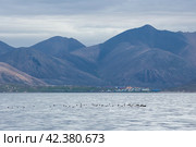 Летний арктический морской пейзаж. Морские птицы летают над водой. Вдали, на берегу, эскимосское поселение. Вид на море и горы. Село Сиреники, Чукотка, Россия. Путешествие на Дальний Восток. Берингово море, Тихий океан. Стоковое фото, фотограф Андрей Степанов / Фотобанк Лори