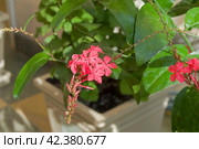 Цветы свинчатки индийской (Plumbago indica) Стоковое фото, фотограф Сергей Рыбин / Фотобанк Лори