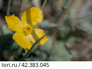 Polar poppy (Papaver radicatum) is a perennial herbaceous plant, a species of the genus Poppy (Papaver) of the family Papaveraceae. Стоковое фото, фотограф Evgenii Predibailo / Фотобанк Лори