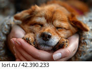 A man holds a sleeping dog with a foxy color and whiskers in his arms. Стоковое AI-изображение, AI-художник Юрий Поздников / Фотобанк Лори