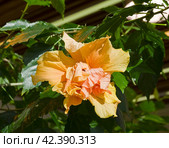 Цветок гибискуса китайского (Hibiscus rosa-sinensis) Стоковое фото, фотограф Сергей Рыбин / Фотобанк Лори