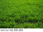 Good crops of winter wheat in the spring farm field. Green sprouts of winter wheat background. View of green meadow with growing young cereals grass. Agricultural business. Triticum aestivum. Стоковое фото, фотограф Юлия Петровская / Фотобанк Лори