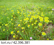 Euphorbia, flowering plant, spurge, Euphorbiaceae. Euphorbia serrata, serrated Tintern spurge, sawtooth upright spurge. Perennial herb. At the ends of the branches are inflorescences of tiny flowers. Стоковое фото, фотограф Юлия Петровская / Фотобанк Лори