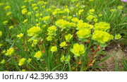 Euphorbia, flowering plant, spurge, Euphorbiaceae. Euphorbia serrata, serrated Tintern spurge, sawtooth upright spurge. Perennial herb. At the ends of the branches are inflorescences of tiny flowers. Стоковое фото, фотограф Юлия Петровская / Фотобанк Лори