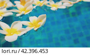 Blurred flowers float on blue water surface in the swimming pool pond. Plumeria frangipani white buds. Close-up. Стоковое видео, видеограф Igor Tichonow / Фотобанк Лори