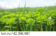 Euphorbia, flowering plant, spurge, Euphorbiaceae. Euphorbia serrata, serrated Tintern spurge, sawtooth upright spurge. Perennial herb. At the ends of the branches are inflorescences of tiny flowers. Стоковое видео, видеограф Юлия Петровская / Фотобанк Лори