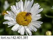 Trichodes apiarius beetle orange and black on chamomile flower. Стоковое фото, фотограф Ольга Сейфутдинова / Фотобанк Лори