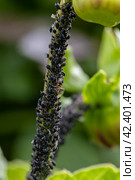 Black bean aphids aphis fabae colony on heavyly infested plant stem. Стоковое фото, фотограф Ольга Сейфутдинова / Фотобанк Лори