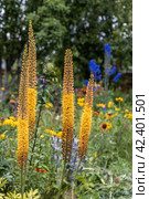 Eremurus Cleopatra Foxtail Lily in flowers garden. Стоковое фото, фотограф Ольга Сейфутдинова / Фотобанк Лори