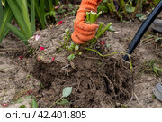 dahlia tubers just lifted for overwintering. Стоковое фото, фотограф Ольга Сейфутдинова / Фотобанк Лори
