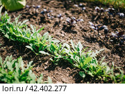 Young sprouts of Basil and arugula in the garden, growing spices. Organic leaf vegetable gardening. Стоковое фото, фотограф Александра Баранова / Фотобанк Лори