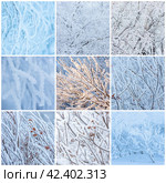 Winter backgrounds collection with trees and bushes covered with hoarfrost. Snow and rime ice on the branches. Plants covered with hoar frost. Cold snowy weather. Set of cool frosting textures. Стоковое фото, фотограф Андрей Степанов / Фотобанк Лори