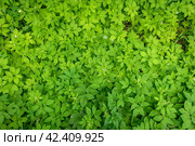 Full leaf frame of Aegopodium podagraria, commonly called ground elder. Стоковое фото, фотограф Сергей Долгов / Фотобанк Лори