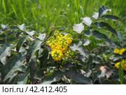 Berberis aquifolium, Oregon grape or holly-leaved barberry, flowering plant in family Berberidaceae, evergreen shrub with pinnate leaves consisting of spiny leaflets. Yellow flowers in early spring. Стоковое фото, фотограф Юлия Петровская / Фотобанк Лори