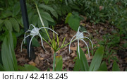 A beautiful tropical plant hymenocallis littoralis, beach spider lily. White flowers with long, thin, elegantly curved petals. The soft background is green foliage. Malaysia. Стоковое фото, фотограф Вера Ивановна Кубарева / Фотобанк Лори