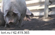 Лето, ферма. свиньи, большая розовая свинка  summer, farm. pigs, big pink pig. Стоковое видео, видеограф Опока Алексей / Фотобанк Лори